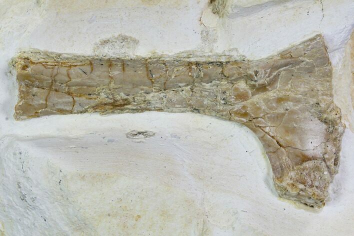 Pterosaur Partial Humerus - Solnhofen Limestone, Germany #108927